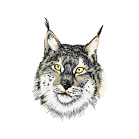 European Shorthair Animals