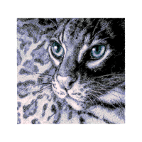 European Shorthair Animals