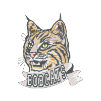 European Shorthair Animals European Shorthair Animals