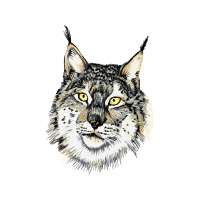 European Shorthair Animals