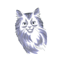 European Shorthair Animals European Shorthair Animals