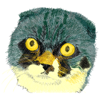 Exotic Shorthair Animals Exotic Shorthair Animals