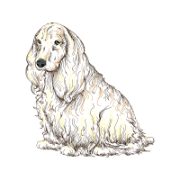 Field Spaniel Animals Field Spaniel Animals