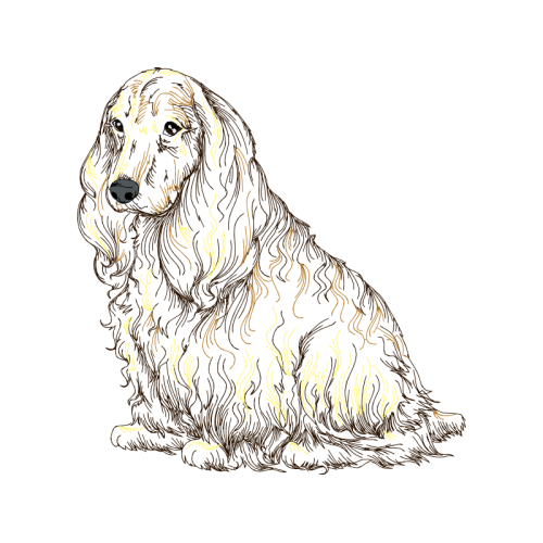 Field Spaniel Animals Field Spaniel Animals