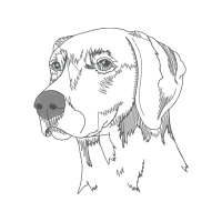 Finnish Hound Animals Finnish Hound Animals