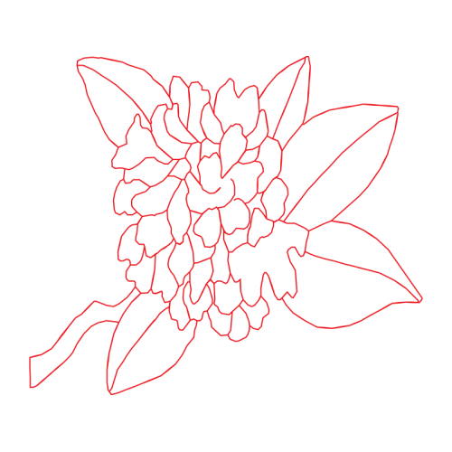 Flower Animals Flower Animals