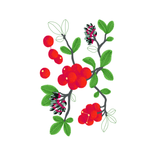 Flower Animals Flower Animals