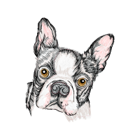 French Bulldog Animals