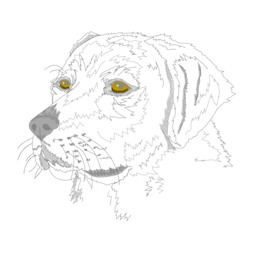 French Spaniel Animals French Spaniel Animals