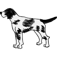 French Spaniel Animals French Spaniel Animals