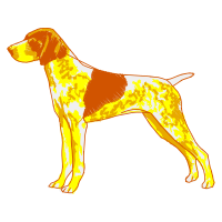 German Shorthaired Pointer Animals German Shorthaired Pointer Animals