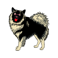 German Spitz Animals German Spitz Animals