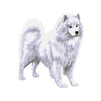 German Spitz Animals German Spitz Animals