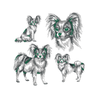 German Spitz Animals