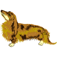 Golden Retriever Animals Golden Retriever Animals