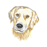 Golden Retriever Animals Golden Retriever Animals