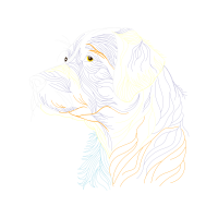 Golden Retriever Animals