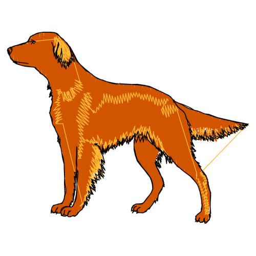 Golden Retriever Animals Golden Retriever Animals