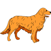 Golden Retriever Animals Golden Retriever Animals
