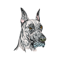 Great Dane Animals