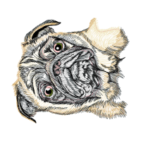 Great Horned Owl Animals