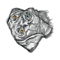 Green Iguana Animals