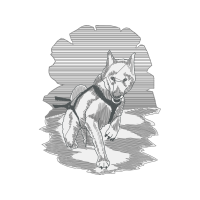 Greenland Dog Animals