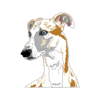 Greyhound Animals
