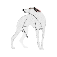 Greyhound Animals Greyhound Animals