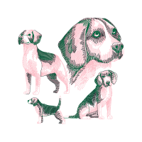 Harrier Animals Harrier Animals