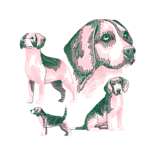 Harrier Animals Harrier Animals