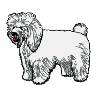 Havanese Animals