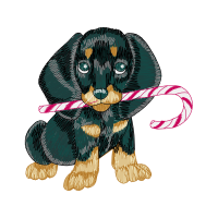 Havanese Animals Havanese Animals