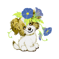 Havanese Animals Havanese Animals