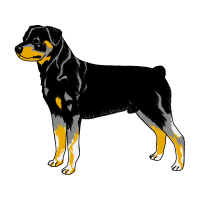 Himalayan Sheepdog Animals Himalayan Sheepdog Animals