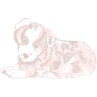 Illustration Animals Illustration Animals