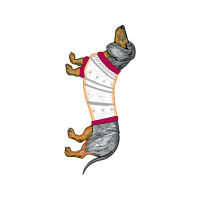 Illustration Animals Illustration Animals