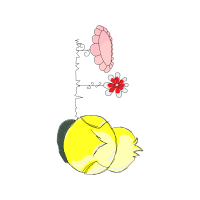 Illustration Animals