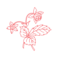 Illustration Animals