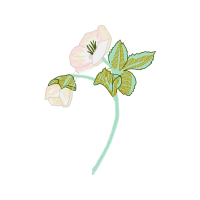 Illustration Animals Illustration Animals