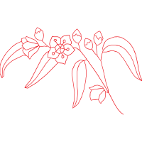 Illustration Animals