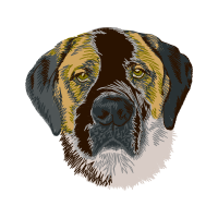 Indian Elephant Animals