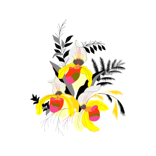 Japanese Camellia Animals Japanese Camellia Animals