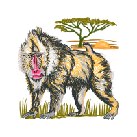 Keeshond Animals