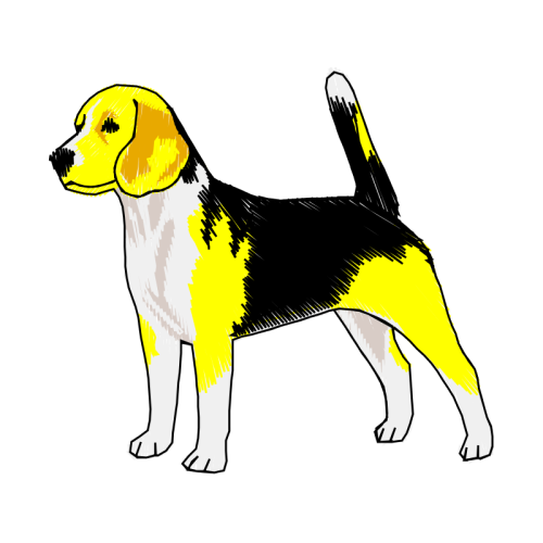 Kerry Beagle Animals Kerry Beagle Animals