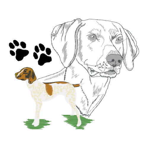 Kerry Beagle Animals Kerry Beagle Animals