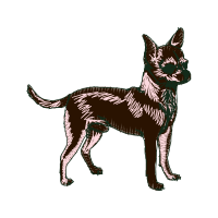 King Shepherd Animals King Shepherd Animals