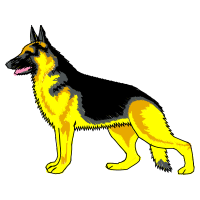 King Shepherd Animals