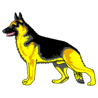 King Shepherd Animals