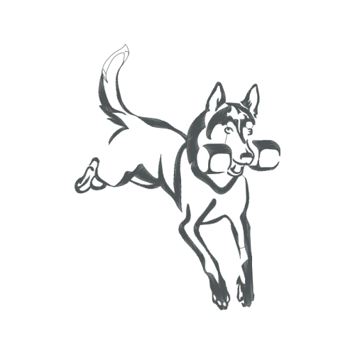 Koolie Animals Koolie Animals